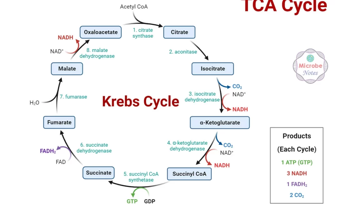The Krebs Cycle and Nutrition