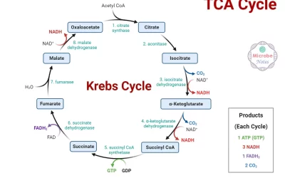 The Krebs Cycle and Nutrition